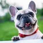 Happy French Bulldog with red collar enjoying a sunny day outdoors.