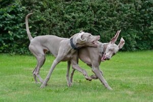 dog, dog game, two dogs, weimaraner, canine, animal, breed, friends, two dogs, pet, two dogs, two dogs, two dogs, two dogs