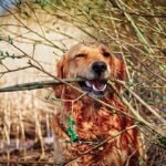 dog, forest, lake, nature, domestic animal, golden retriver, labrador, happy, small, fun, branch, floor, tree, wildlife, curious, pet, golden retriver, golden retriver, golden retriver, golden retriver, animal, golden retriver, labrador