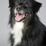 Close-up portrait of a joyful Border Collie with a playful expression. Perfect for pet enthusiasts.